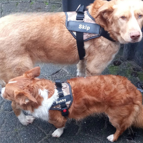 DogComfort™ | Alle hunde fortjener en sikker sele!