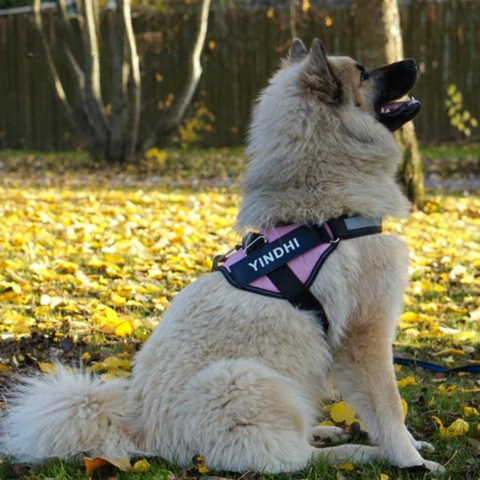 DogComfort™ | Alle hunde fortjener en sikker sele!