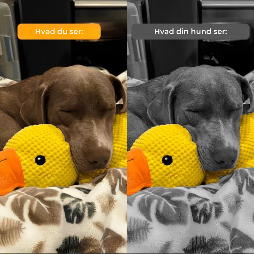 SoothingDuck™ | Anti-stress-anden til din hund